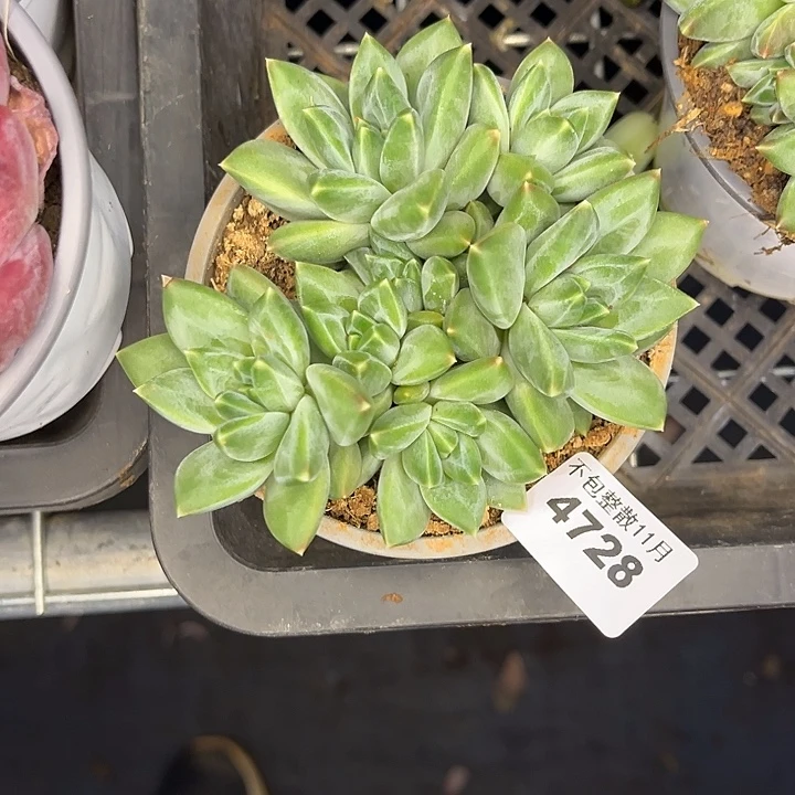 阿雅园艺。       4728