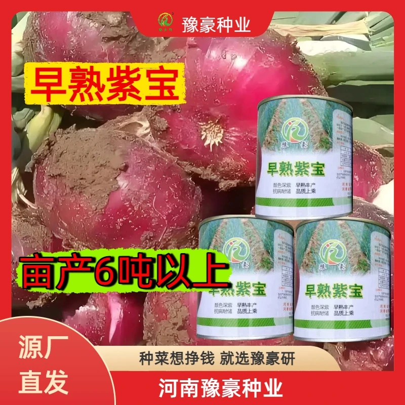 早熟紫宝水果洋葱种子秋季种植抗病耐储早熟丰产深紫大面积种植