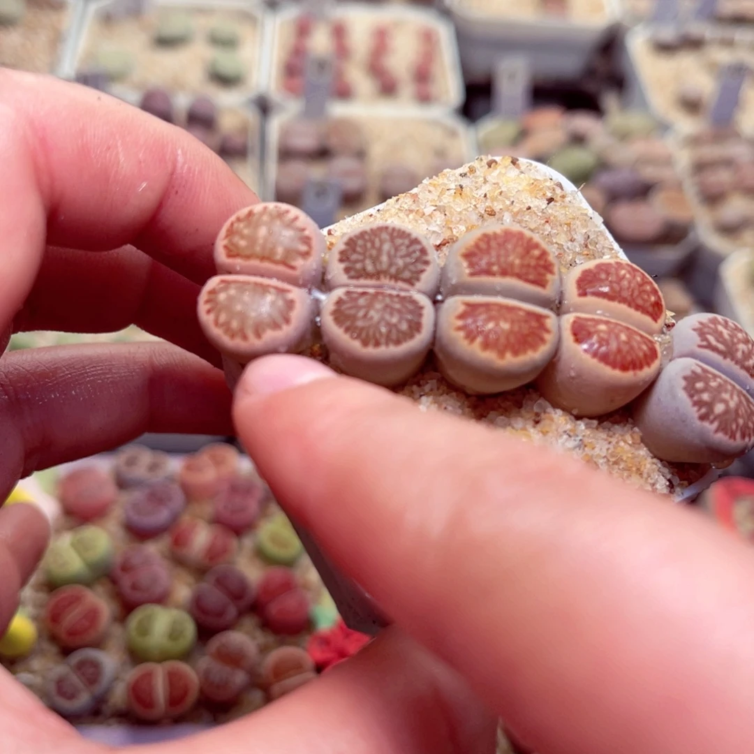 302号带盆包邮发货