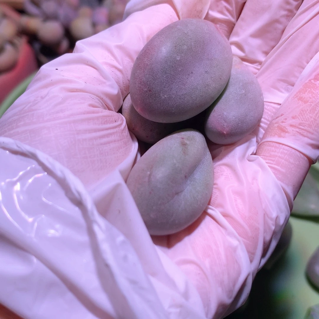 米可奶酪多肉叶片