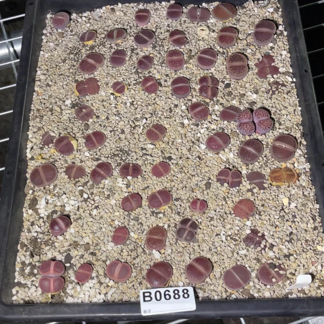 糖***o0688福利筐1不售后