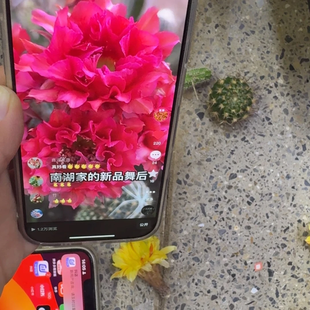 356彩草舞后歪无根侧牙4公分左右，20包邮