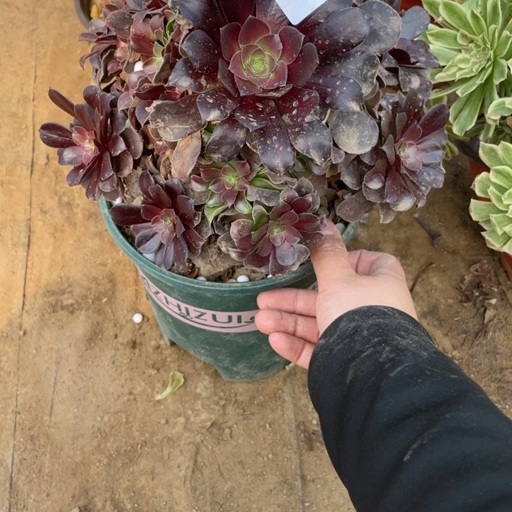 74欧子法师多肉断枝不包