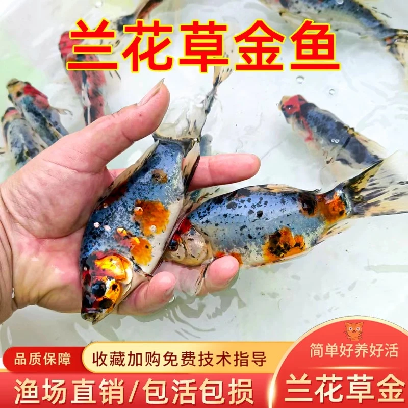 兰花草金鱼活鱼观赏鱼冷水鱼耐活耐养新手鱼好养易活草金苗长短尾