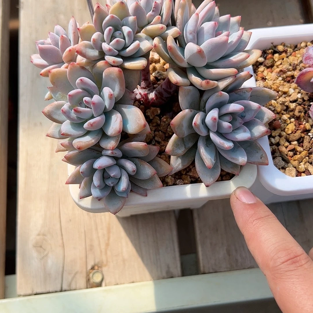 白鹭专拍星星雪朵朵寄养