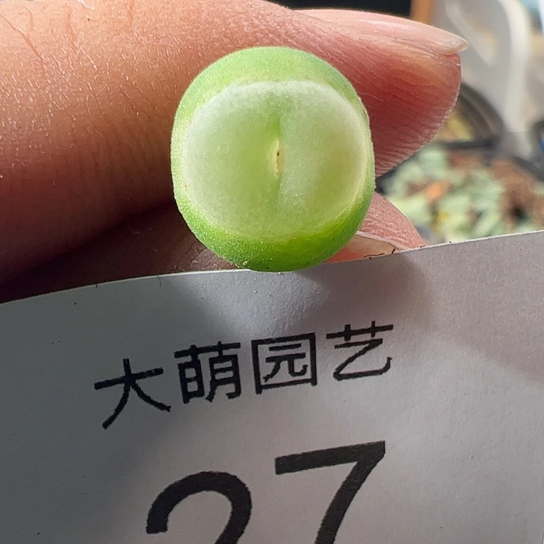 一物一拍。          27