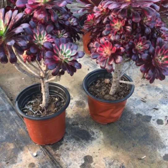 法师多肉植物英*法师022.023