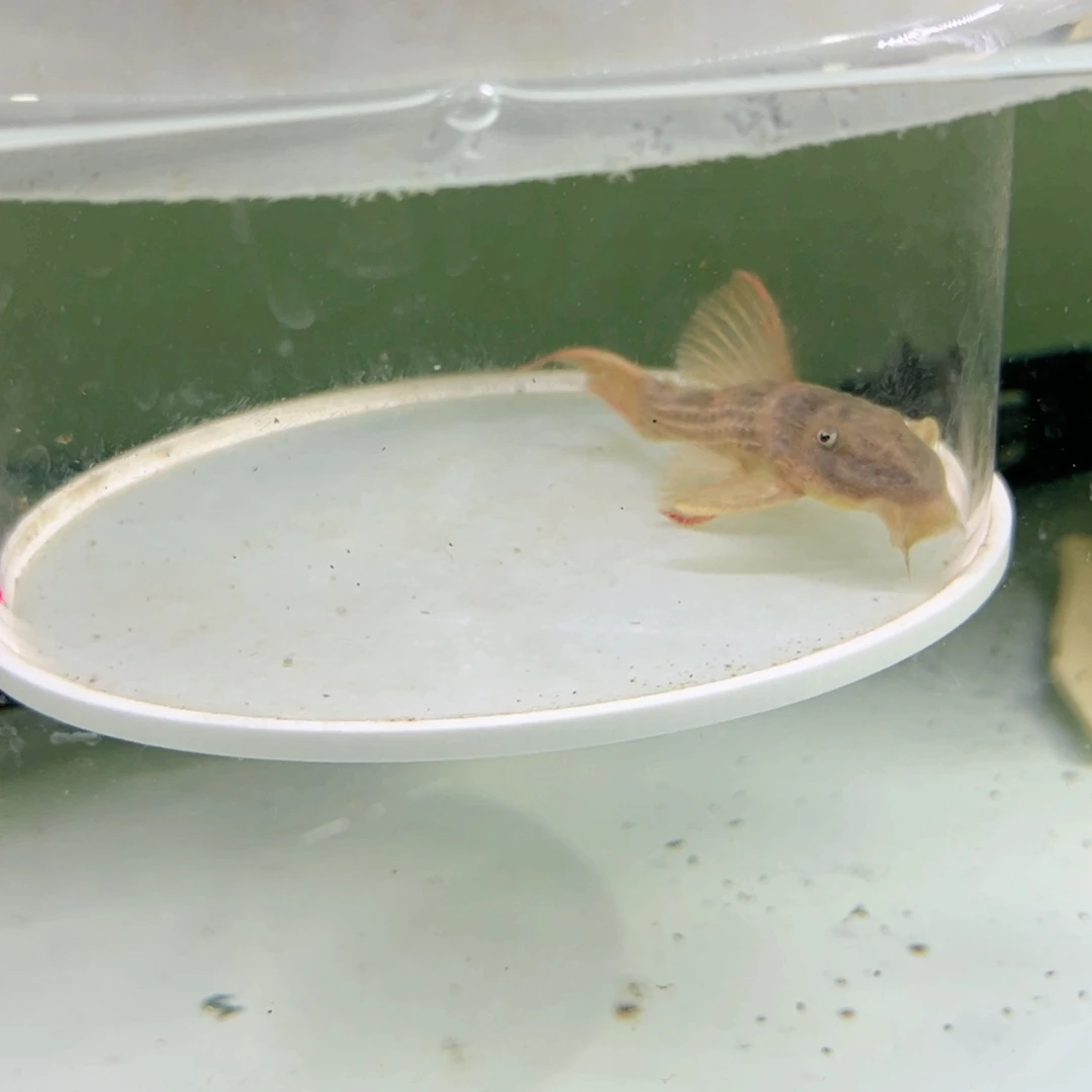 清道夫鱼l024吕尚红箭尾