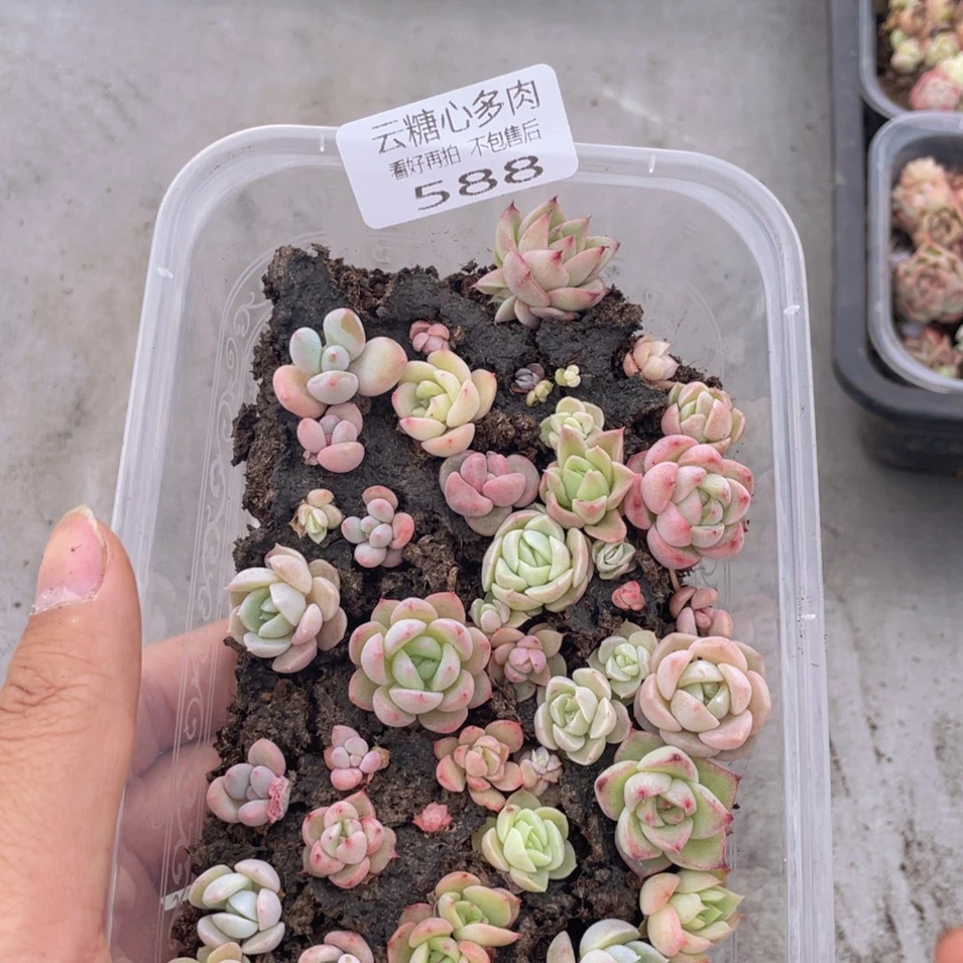 云糖心多肉植物588