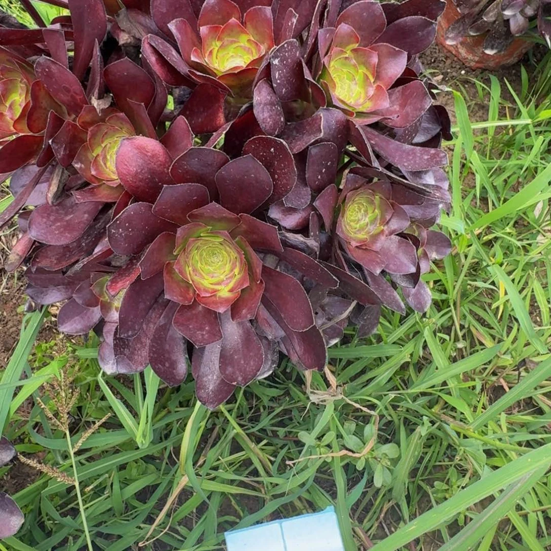 无花朵578多肉植物捧花的