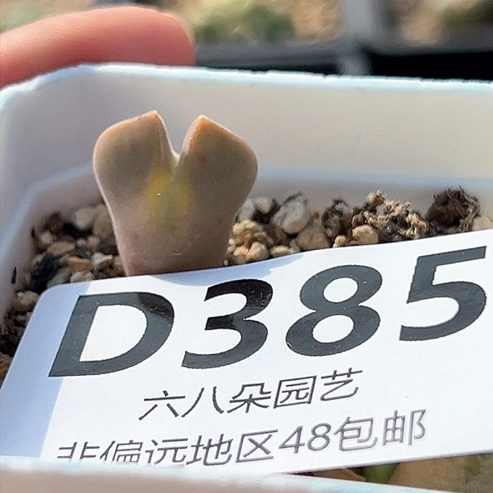 丁*空蝉11111111多肉