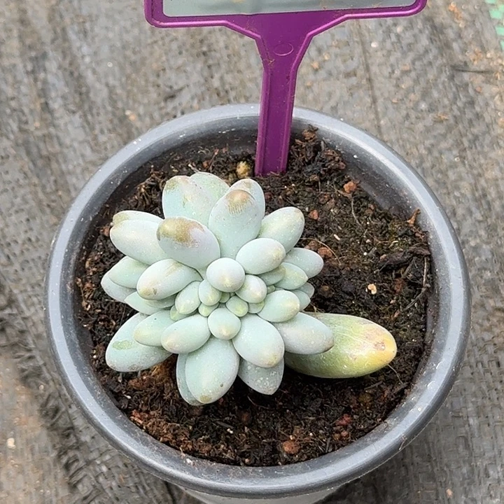 多肉植物白灵缀786