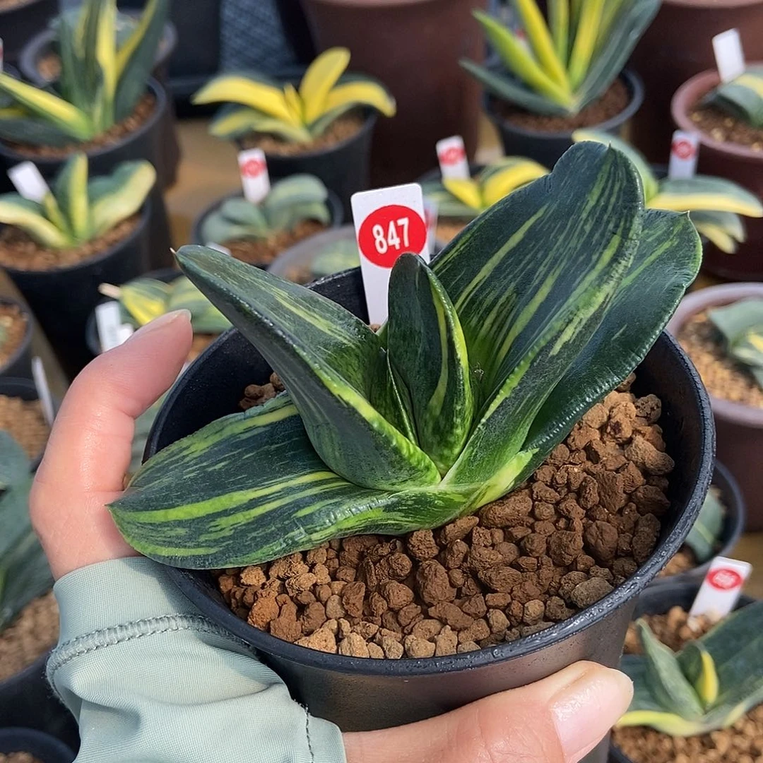 847卧牛转锦特宽大厚叶形带盆发货