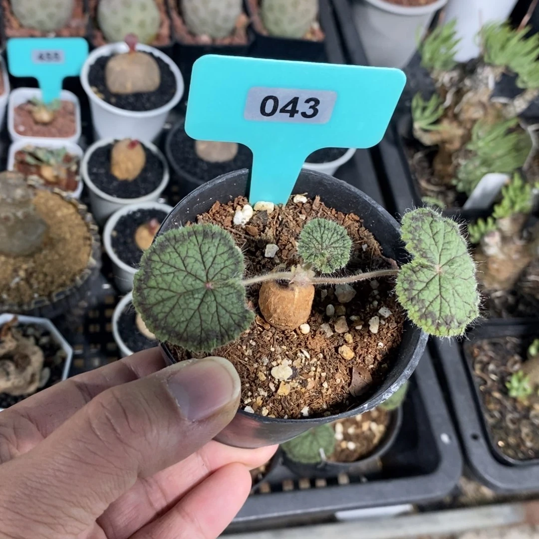 圆叶杨奎多肉植物