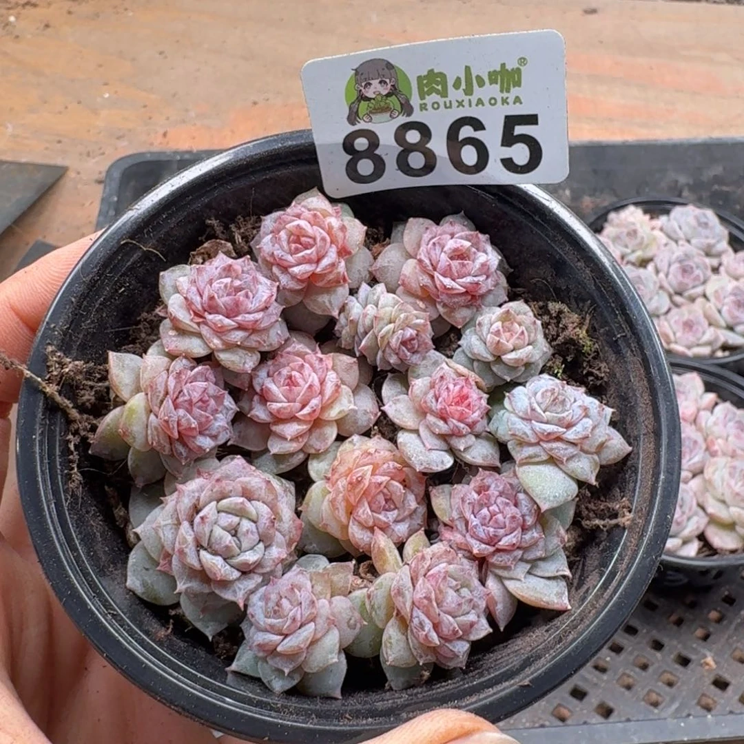 多肉植物多肉植物