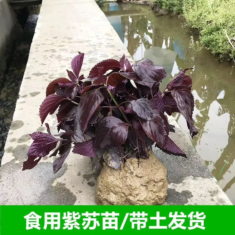 【怕太香别拍】新鲜紫苏苗带土发货现摘现发 农家野生食用紫苏盆栽
