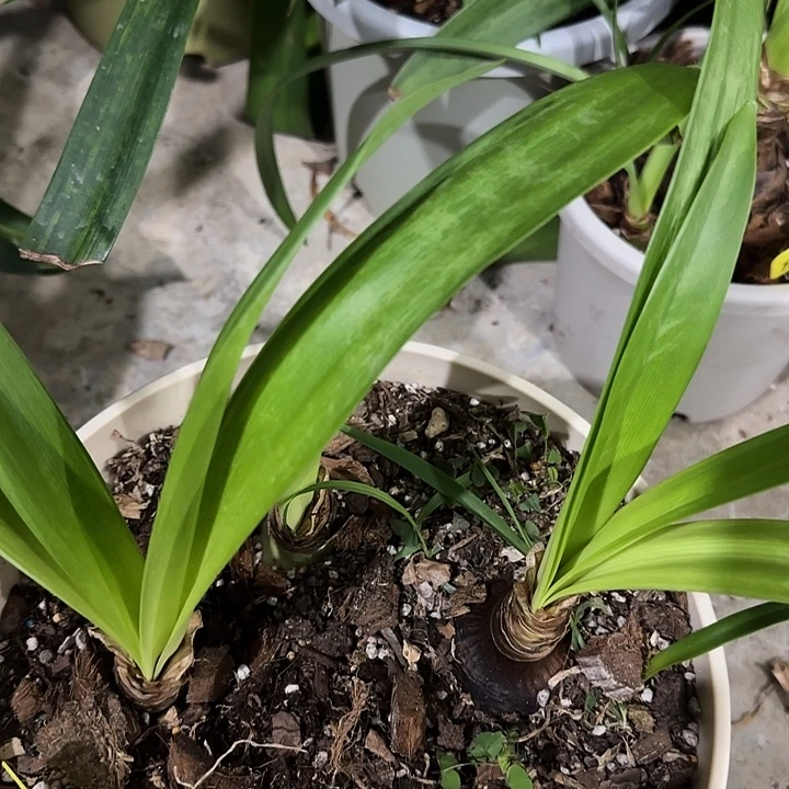小茉莉4颗4-5cm，裸球发货