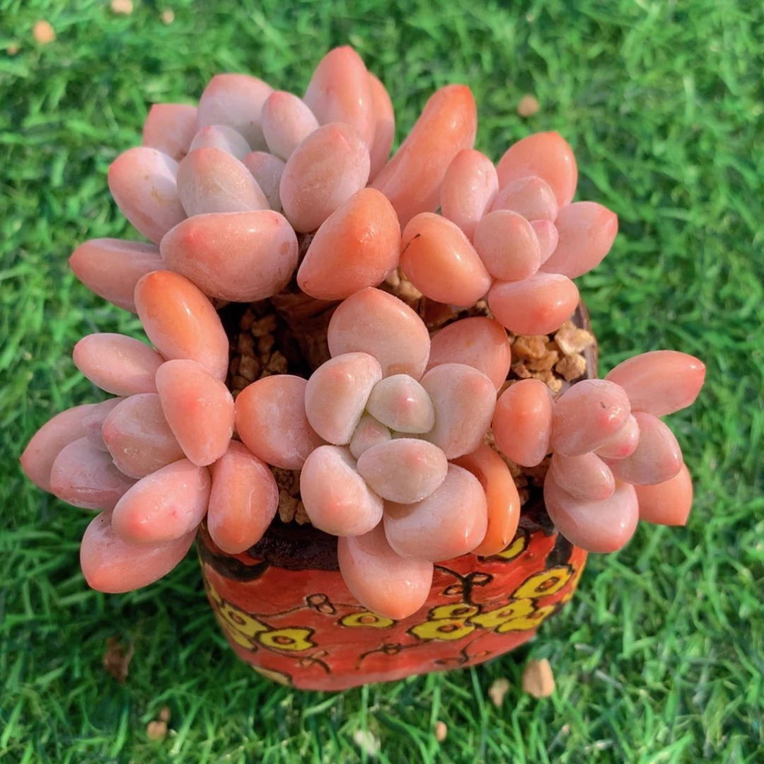 香水10 公分一物一拍