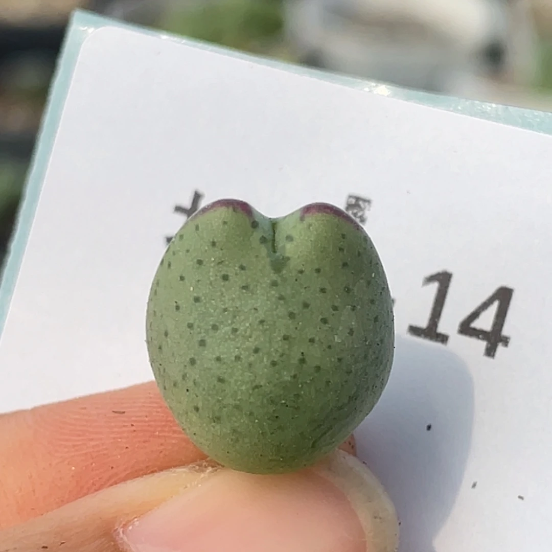 24-14比卡丘多肉植物