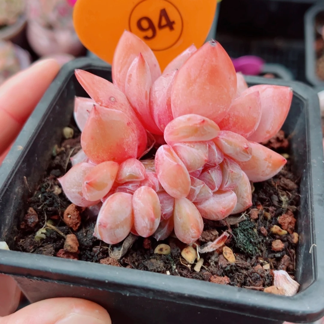 94号小老桩石榴籽星影群