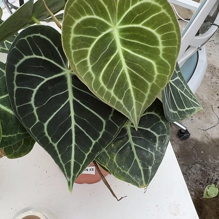 无花朵青*一物一拍G148