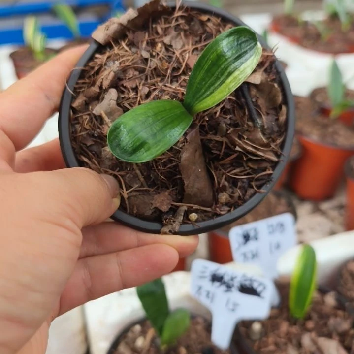 羽***田当前无花栽培后可以开花佛光10