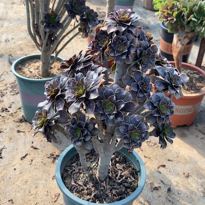 灰豆26多肉植物法师法师法师