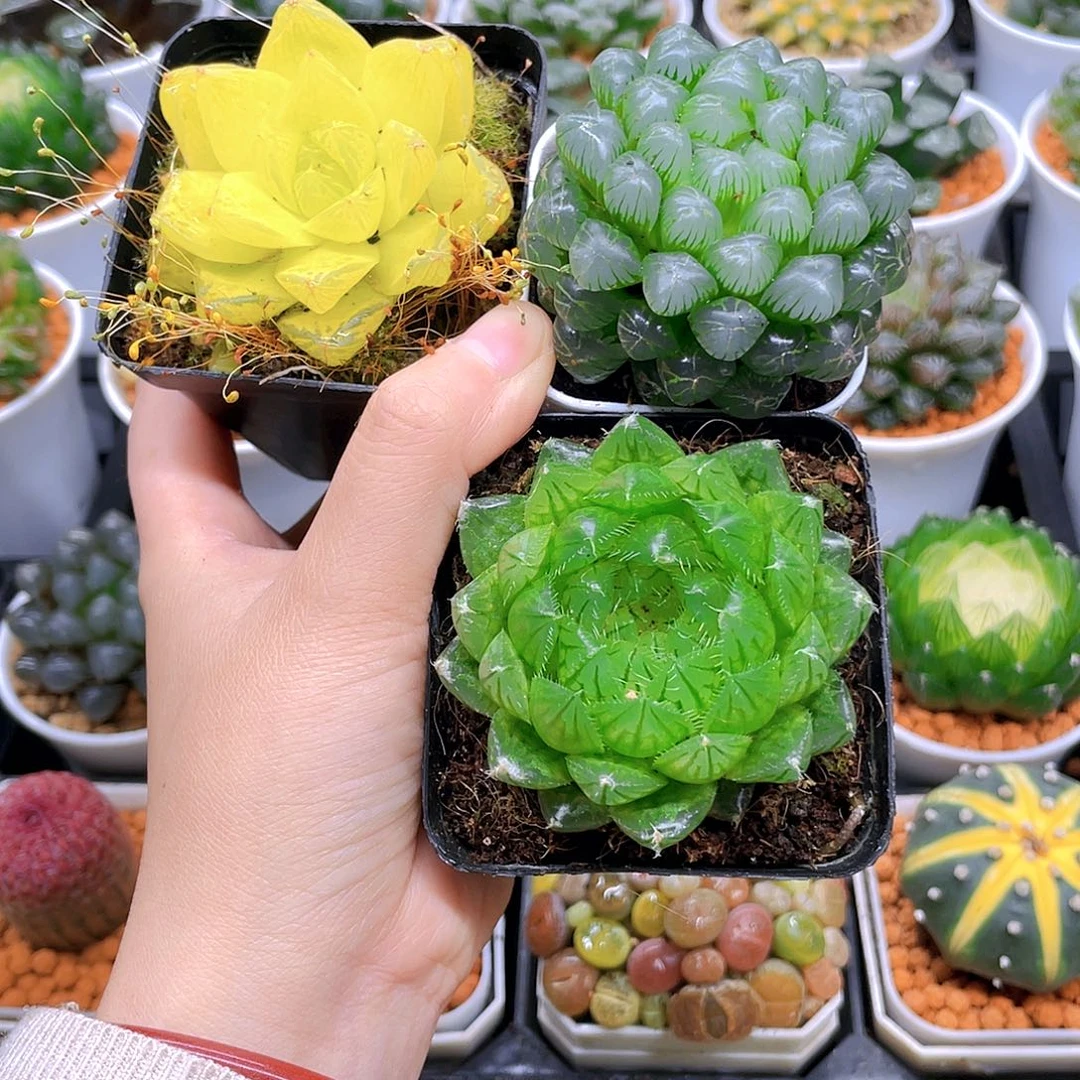 黄金，冰灯，蝉翼多肉