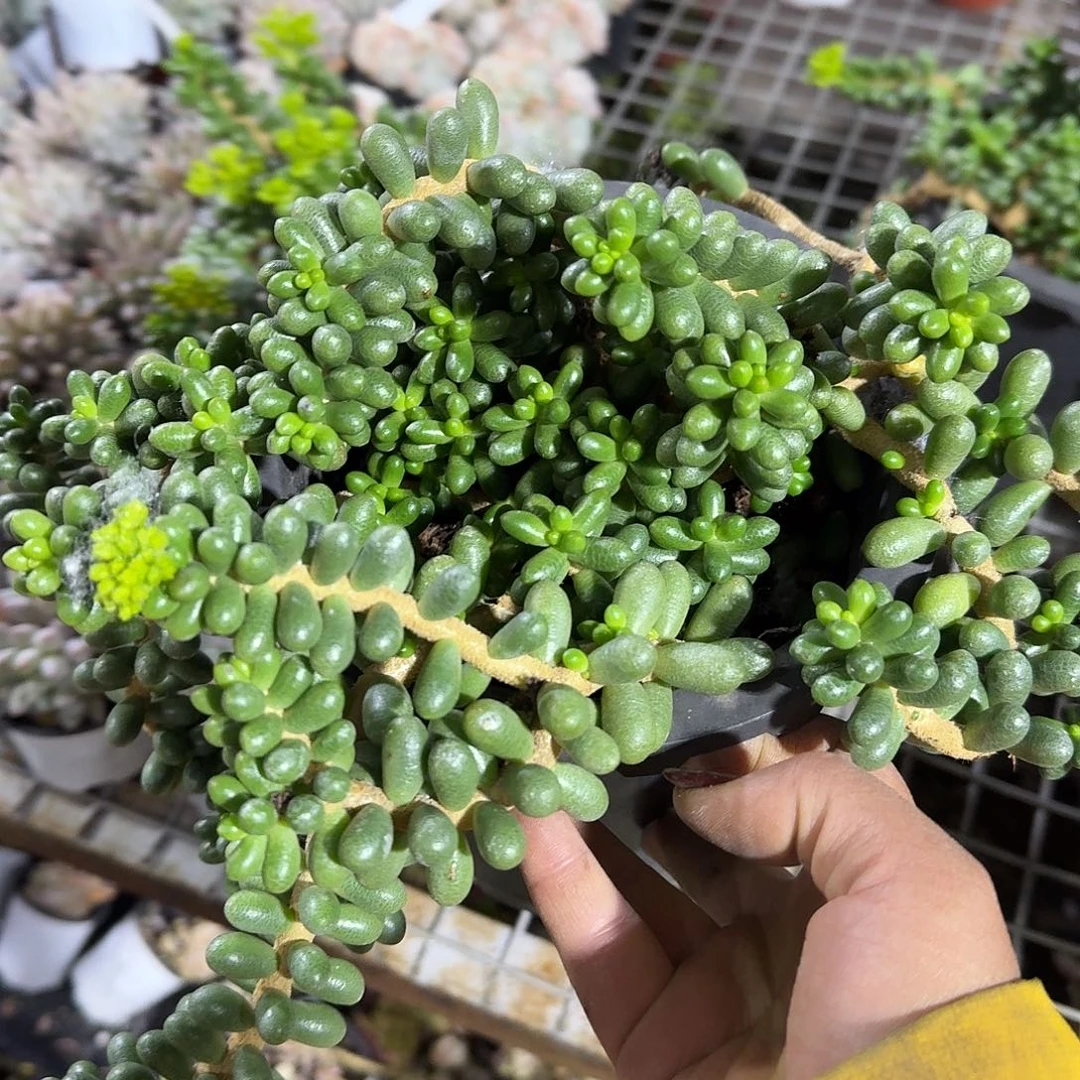 绿龟之乱多肉植物大号