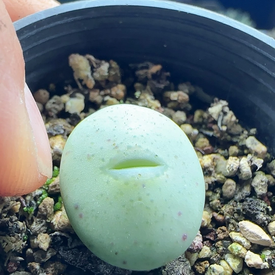 年后脱土发货24812