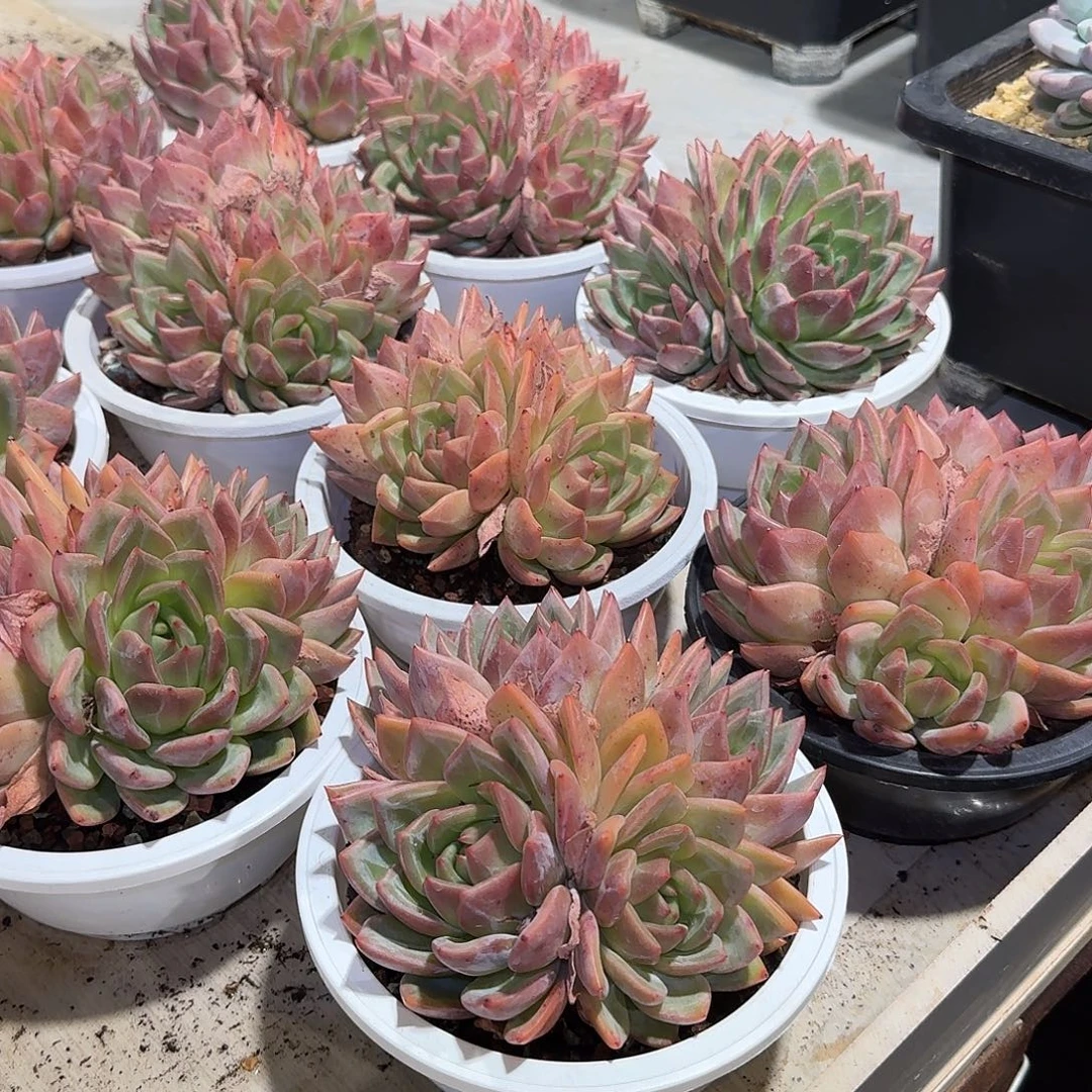粉香槟整无砍群生多肉