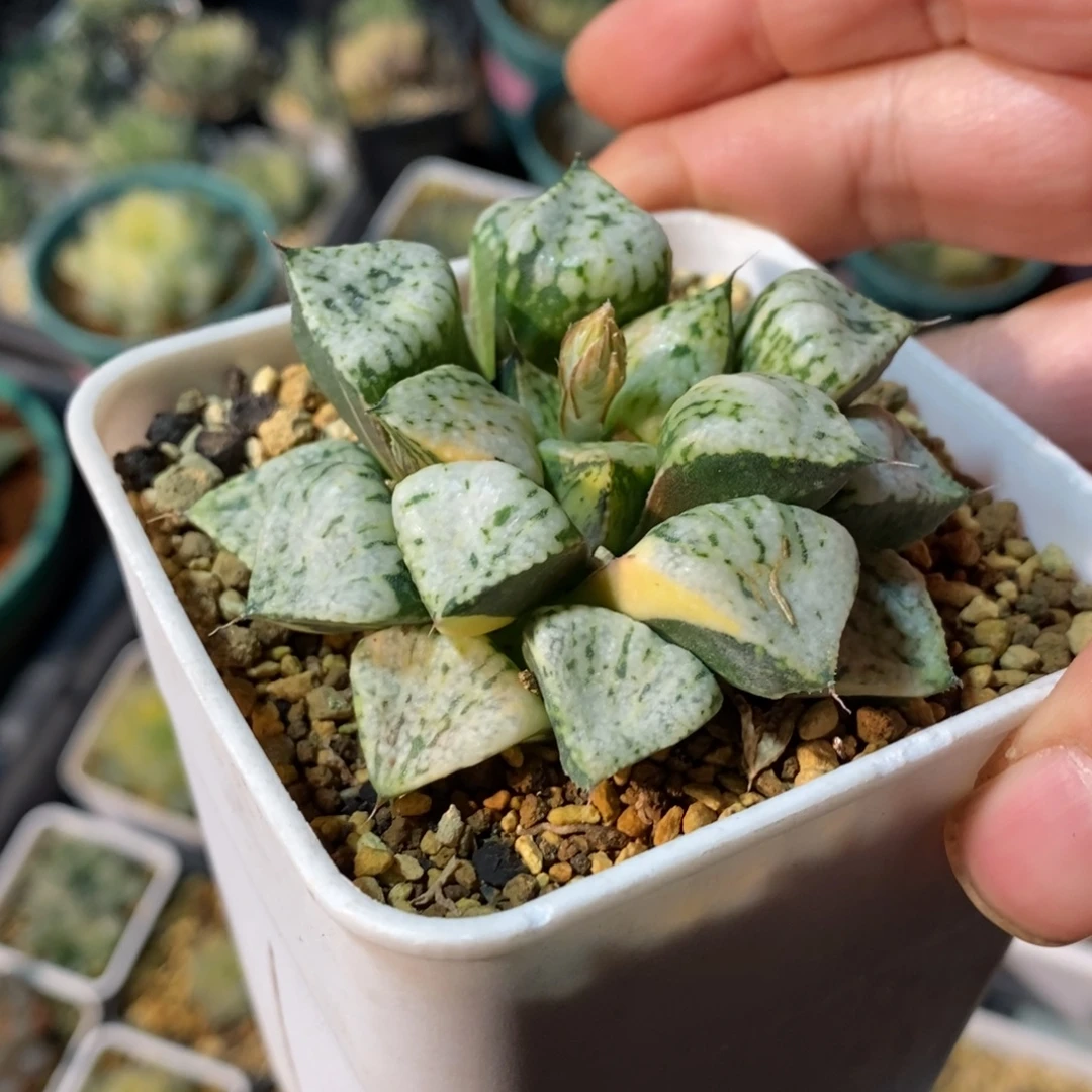 一颗实生潘多拉魔盒锦 元旦新粉福利