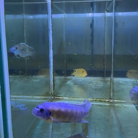 鸿***练海水鱼213号1111111