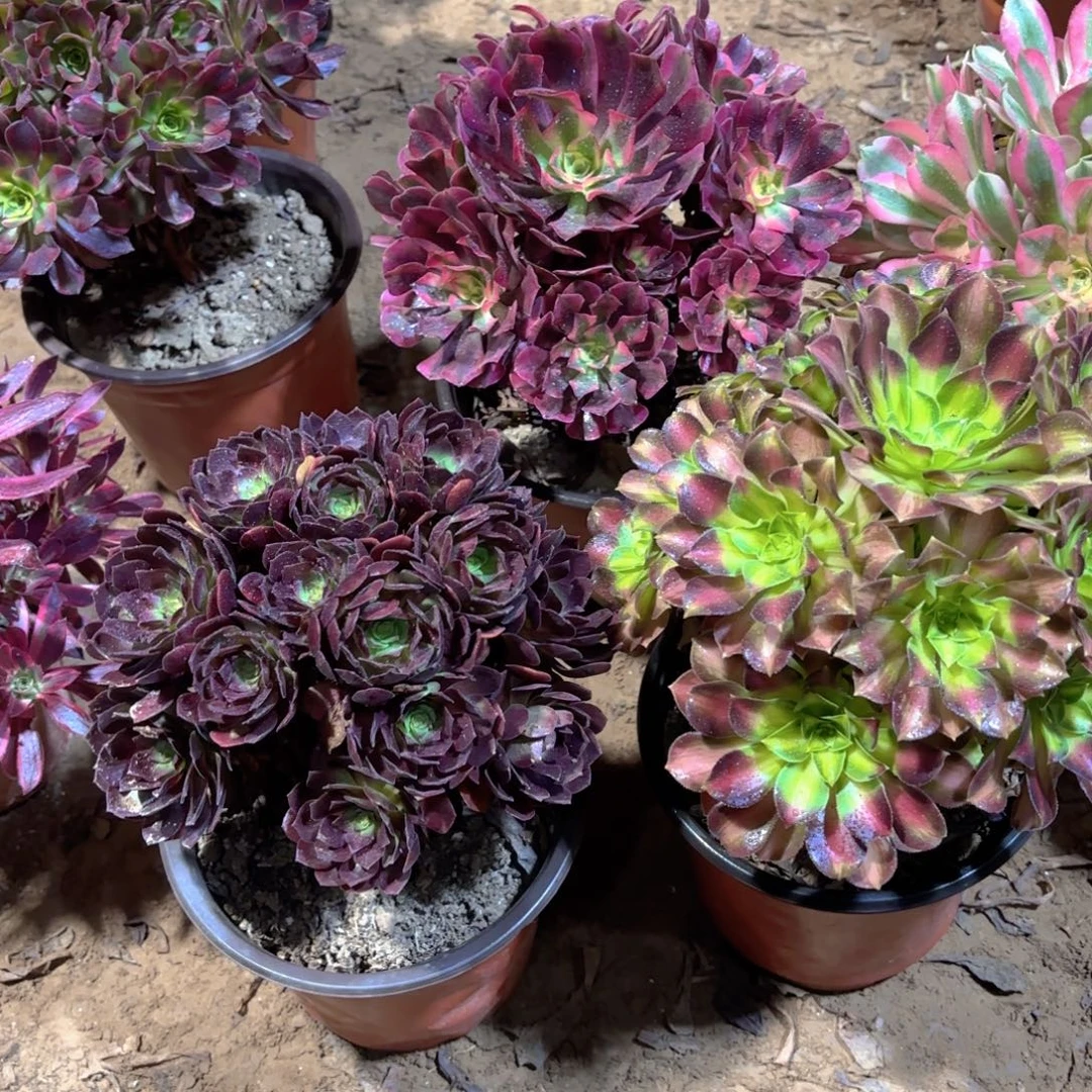 黑金玫瑰绣球韶华组合18.8