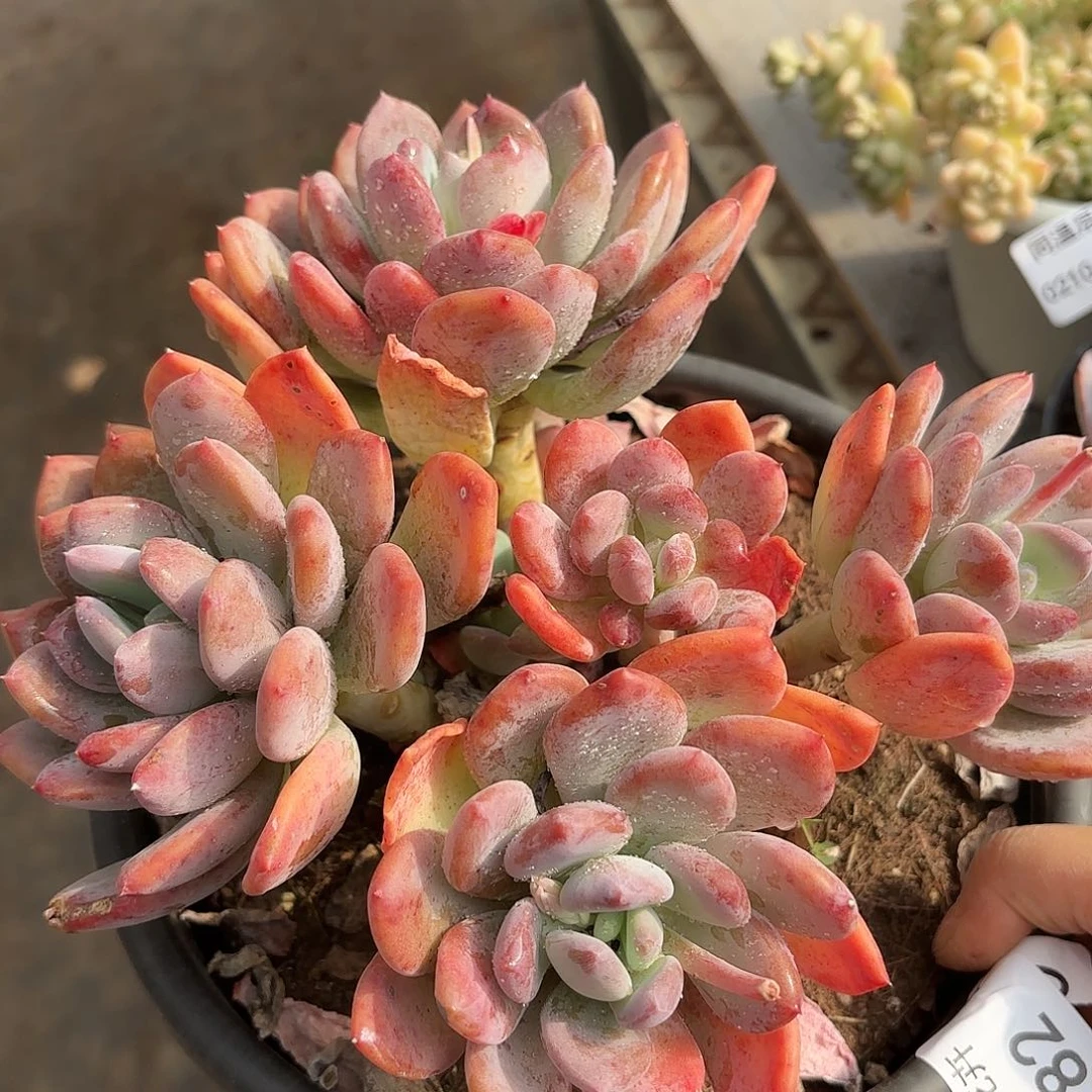 同温层多肉灰姑娘82