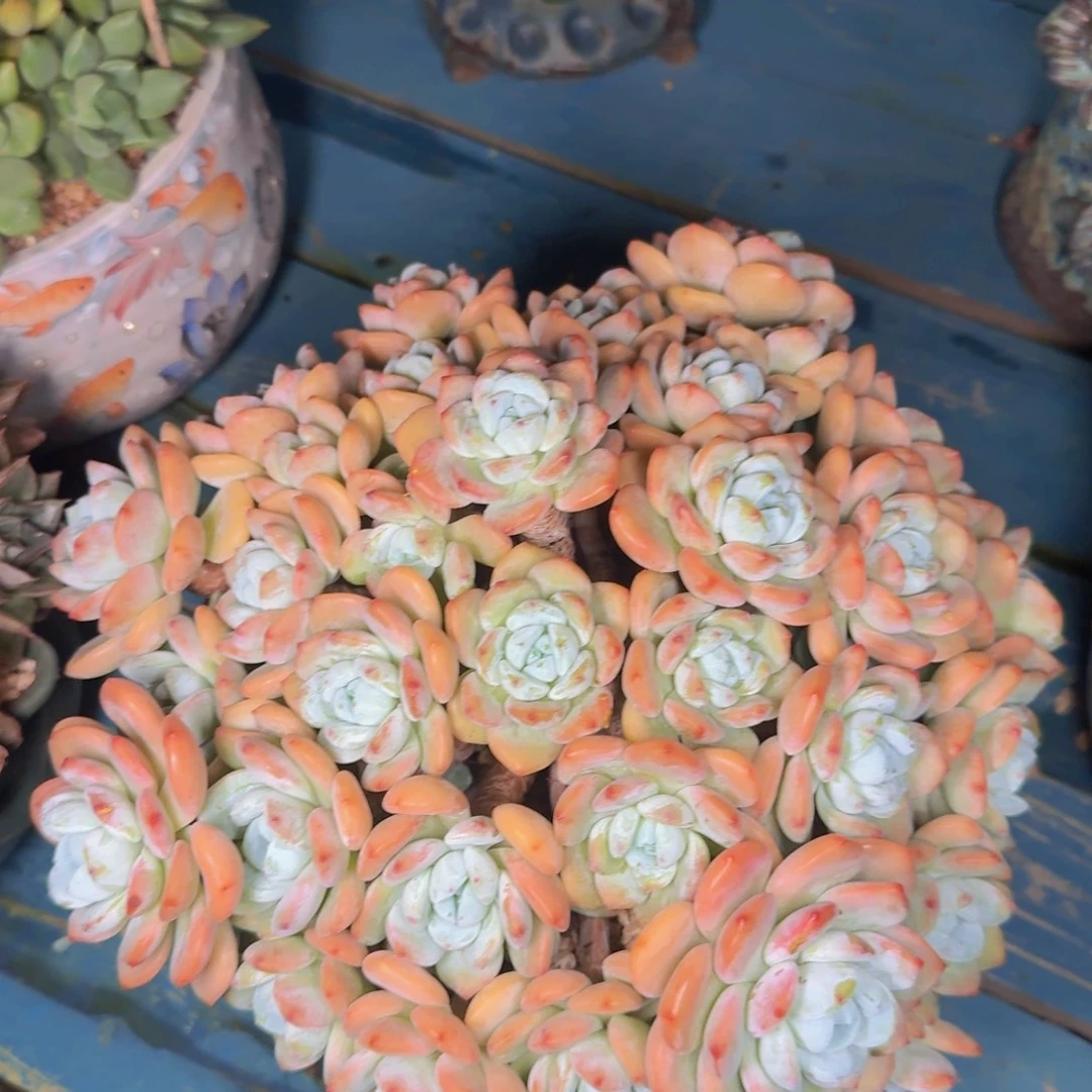 花***鱼多肉植物的生长发育