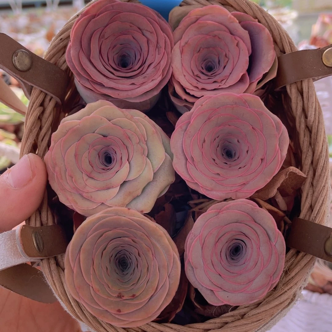 山地玫瑰668裸根发货不售后