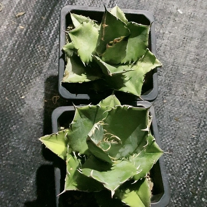 【闪购商品】无花朵龙舌兰蓝肌仁王冠