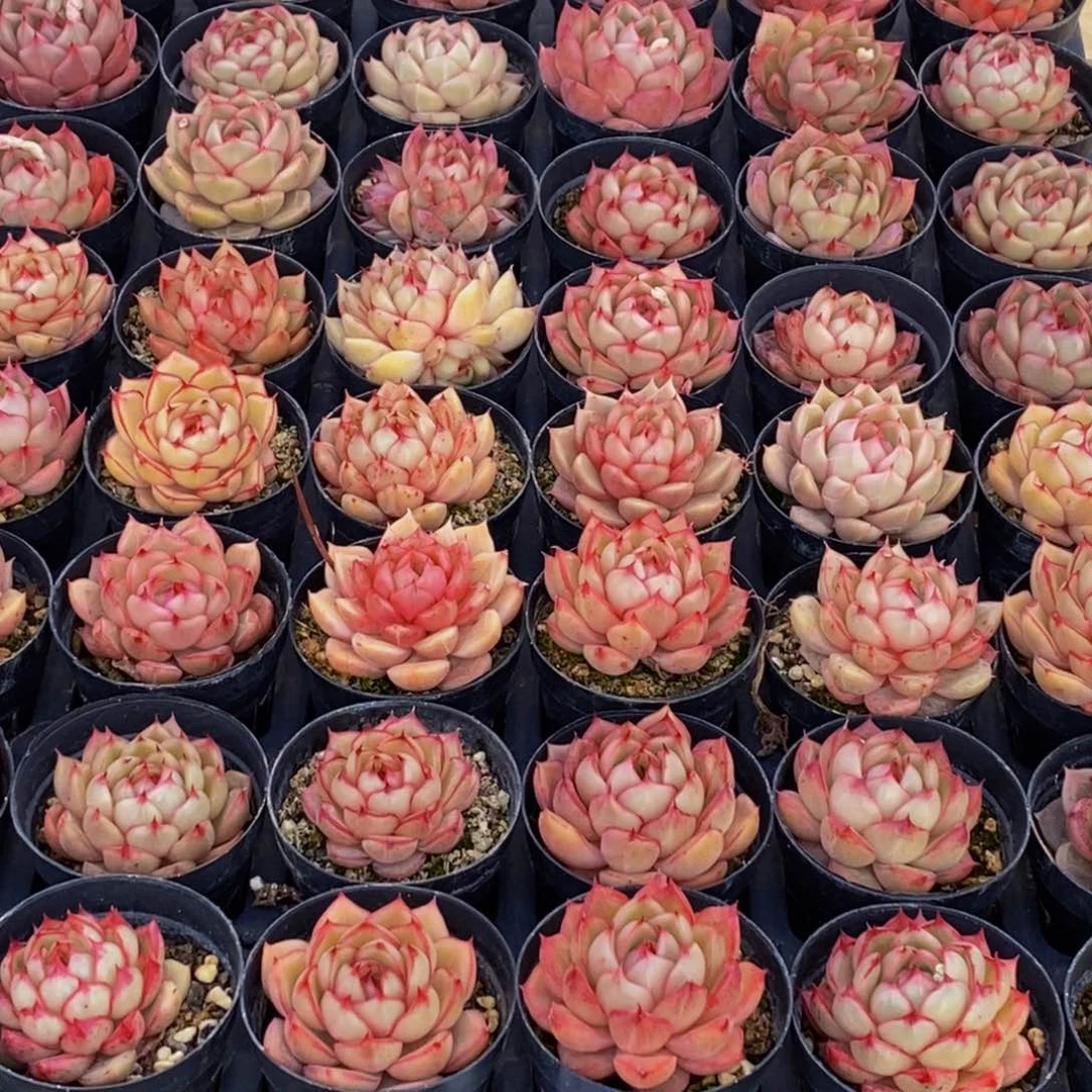 玲*340多肉植物保护研究所所长的介绍