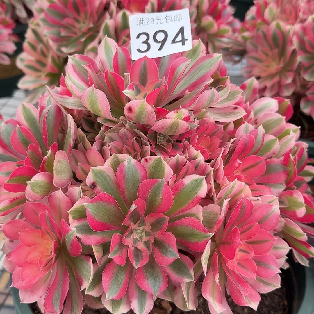 女巫000000000000394