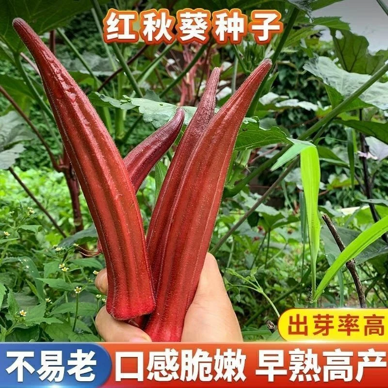 【新品种】红秋葵种子水果秋葵种子庭院阳台盆栽四季种植蔬菜种子