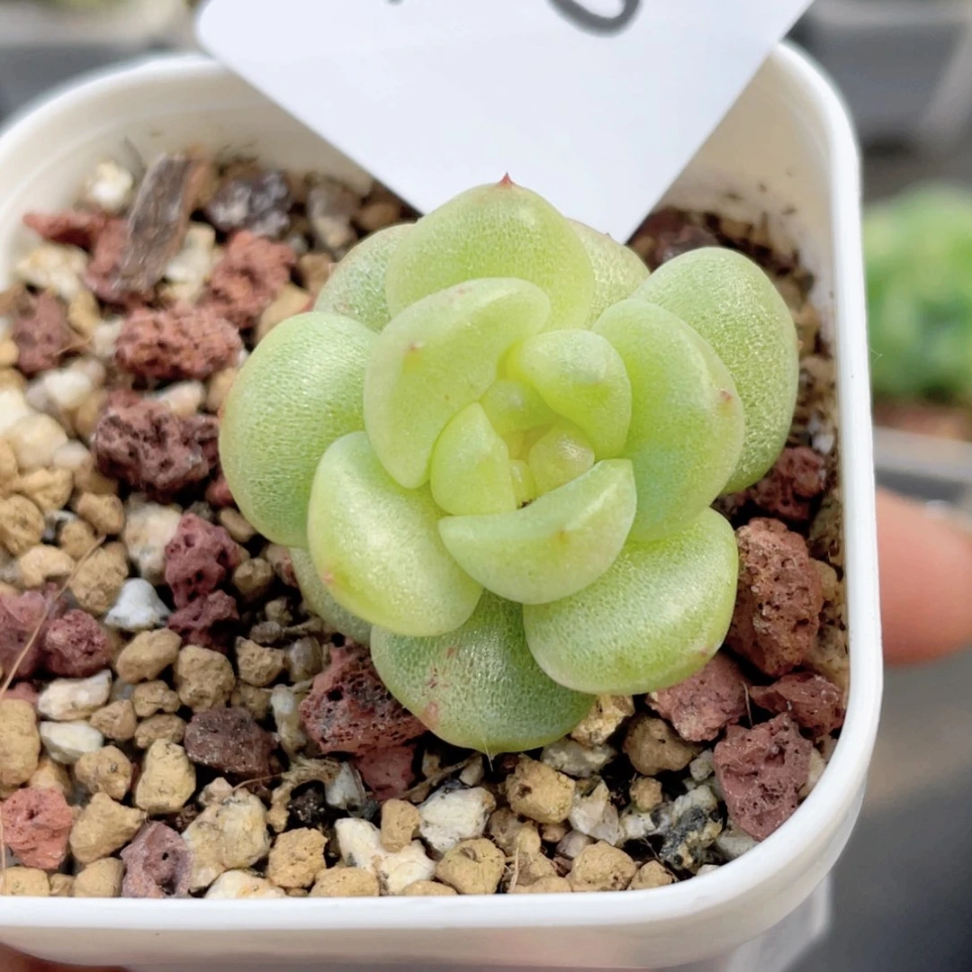 094号糖心冰心珍妮 ！