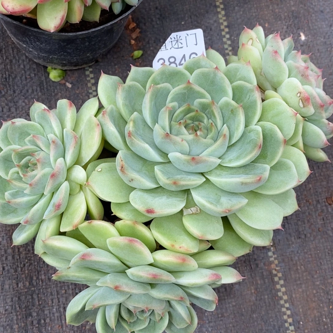 *****杂交精品多肉3846~15厘米