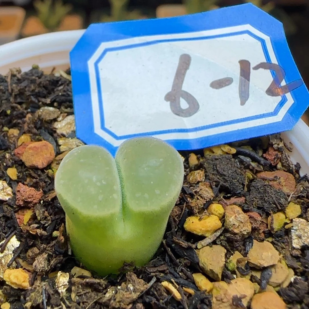 极窗Y400带盆土。