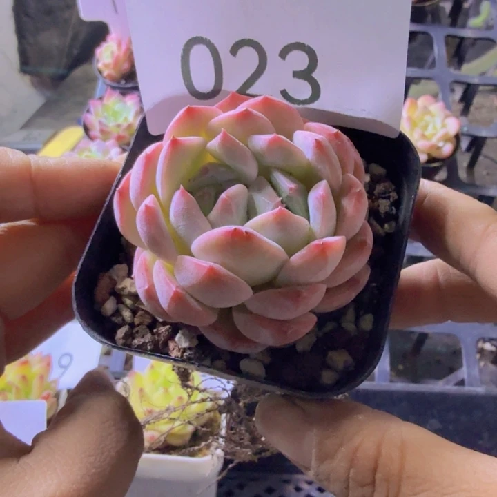 023.qqqqwwwwwwwww