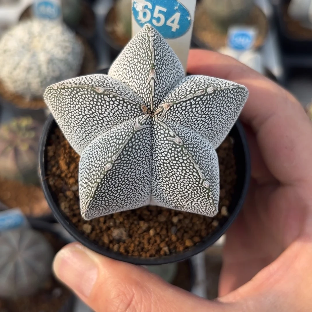 654实生恩冢鸾凤玉带盆带土发货