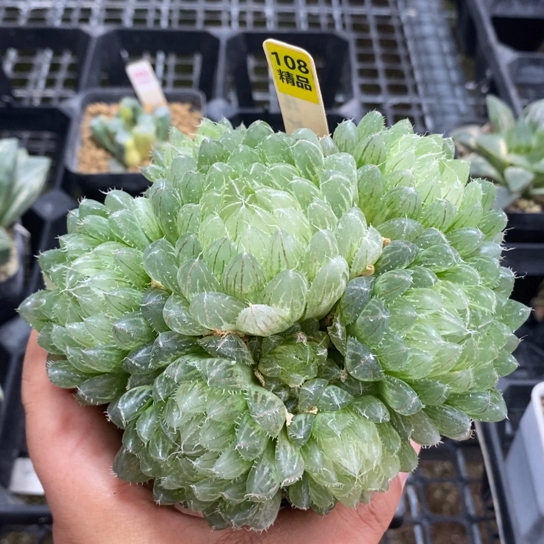 108翠云玉露锦一物一拍