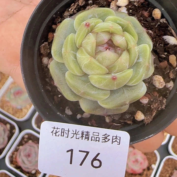 花时光精品多肉176