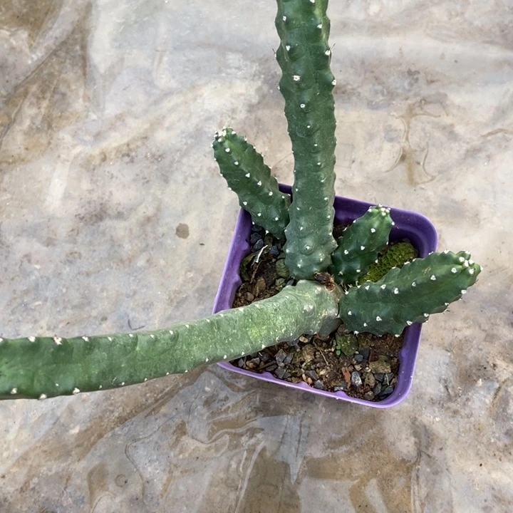 水仙晴朗一棵多侧枝条