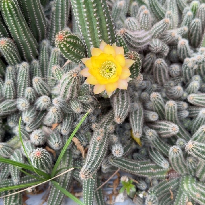 白檀仙人掌835侧芽一个